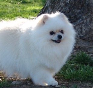 China bone of athens kennel