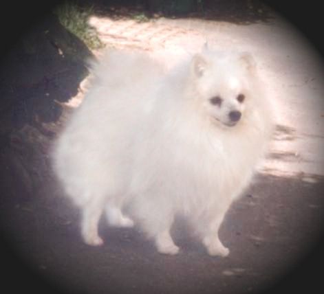 CH. Idol von wold