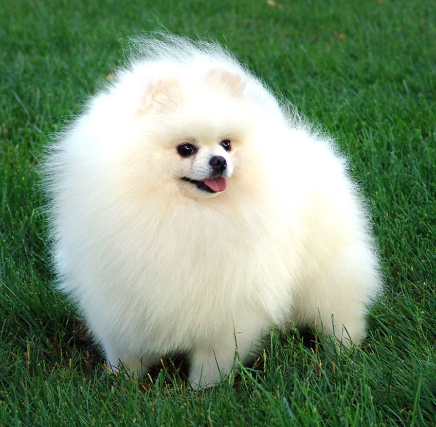 CH. Haribo D'Arlande