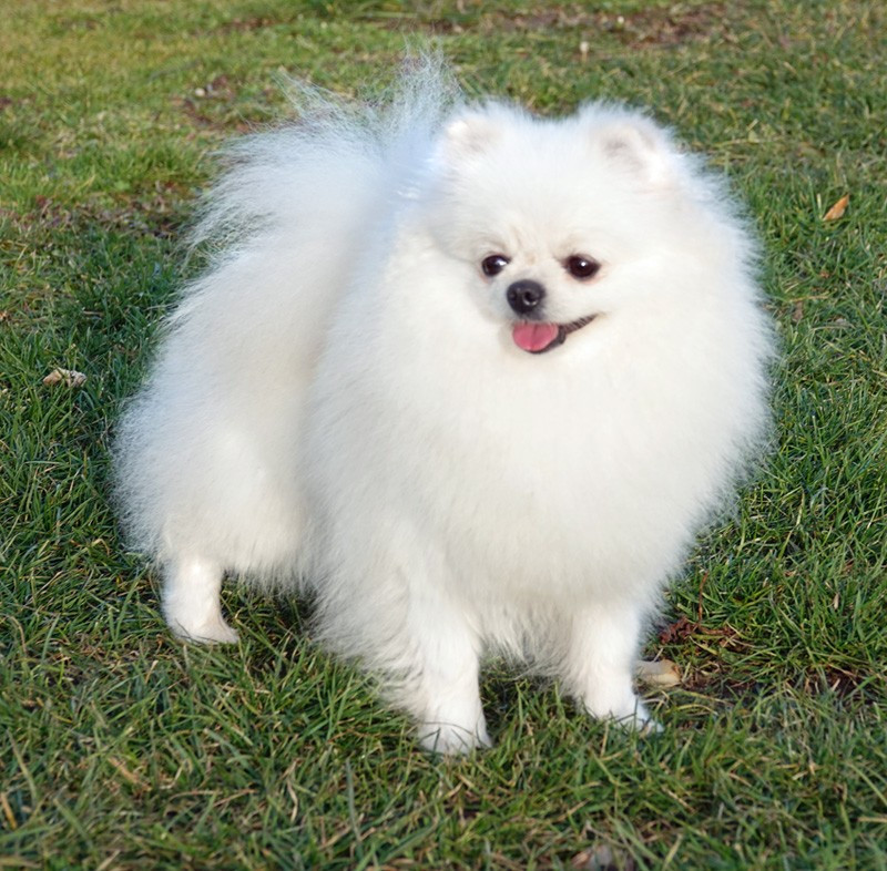 Urban legend D'Arlande