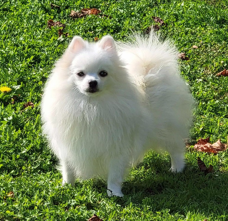 Vodka Citron D'Arlande