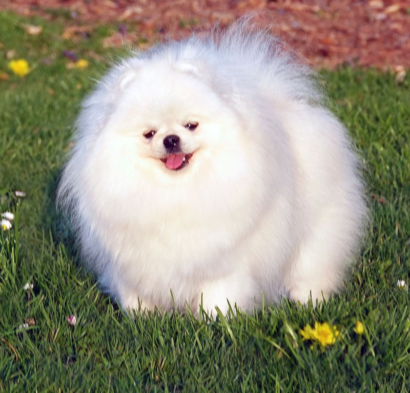 Viens Poupoule D'Arlande