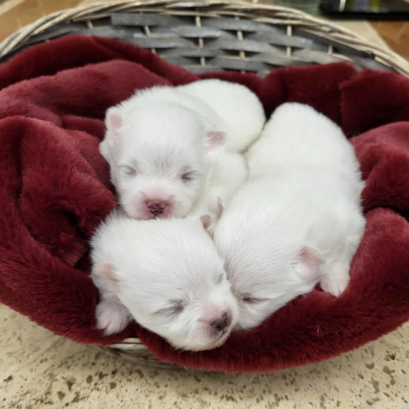 D'Arlande - Nouveaux venus