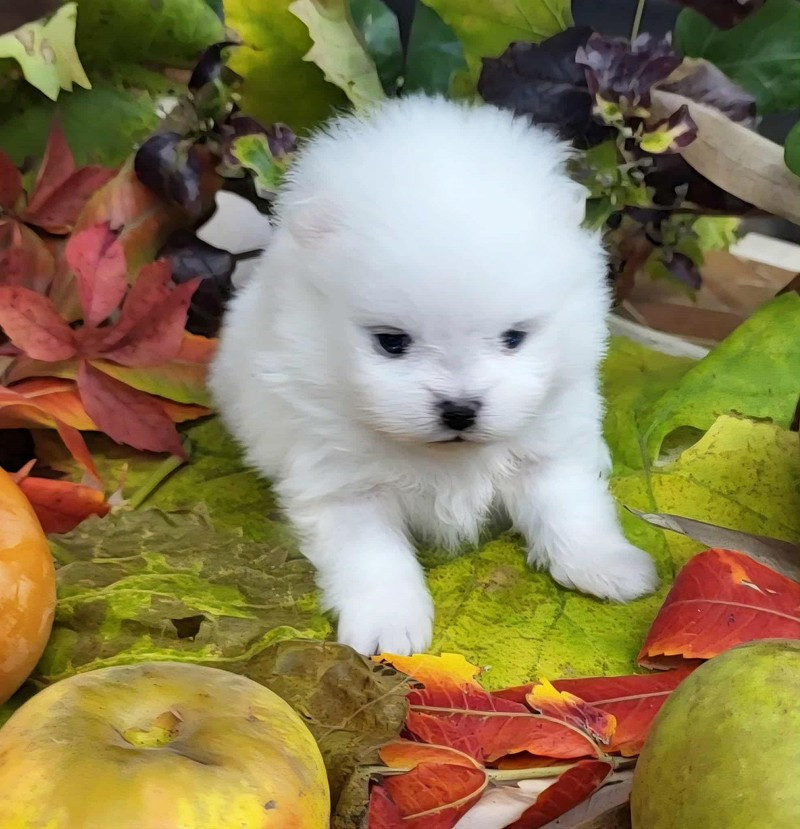 D'Arlande - Chiots disponibles - Spitz allemand