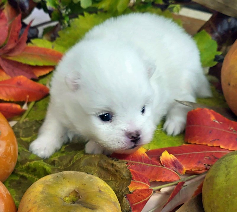 D'Arlande - Chiots disponibles - Spitz allemand