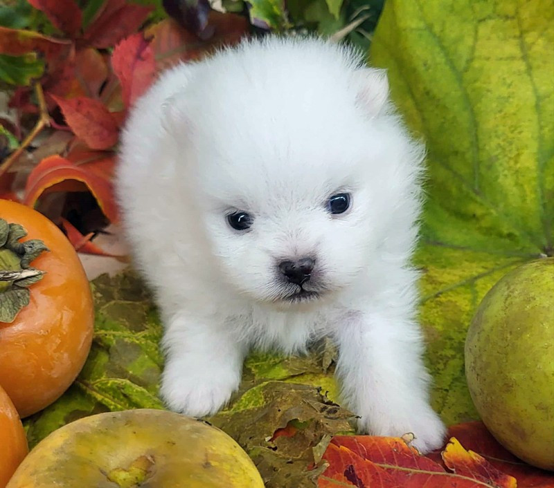 D'Arlande - Chiots disponibles - Spitz allemand