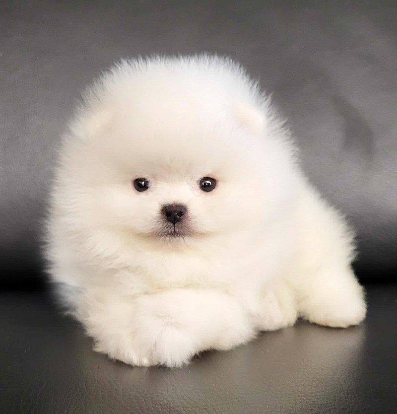 D'Arlande - Chiots disponibles - Spitz allemand