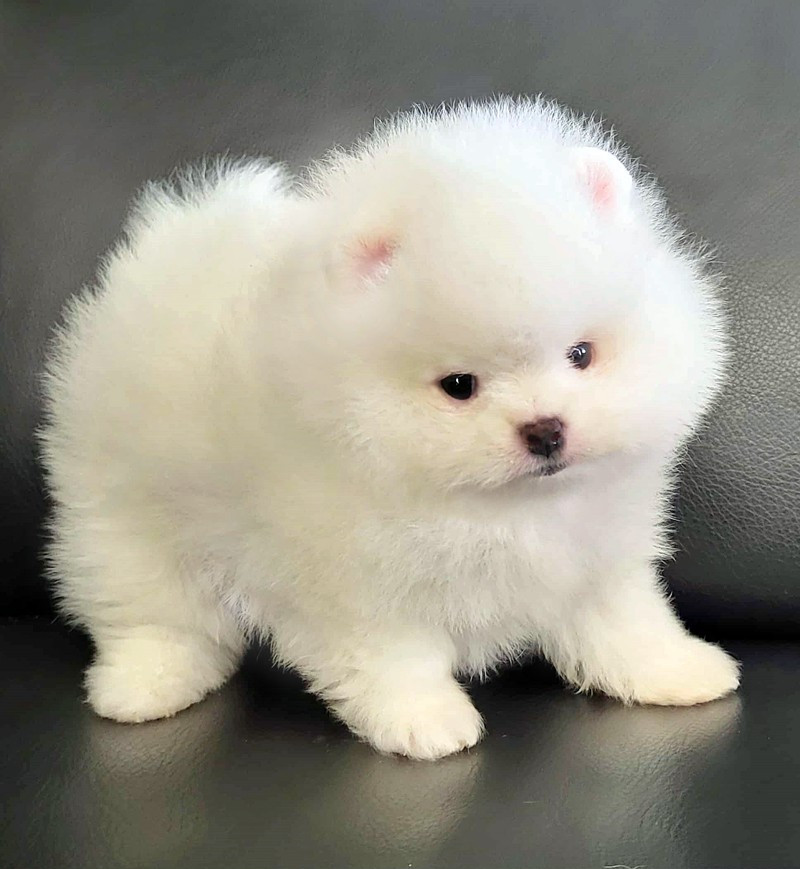 D'Arlande - Chiots disponibles - Spitz allemand