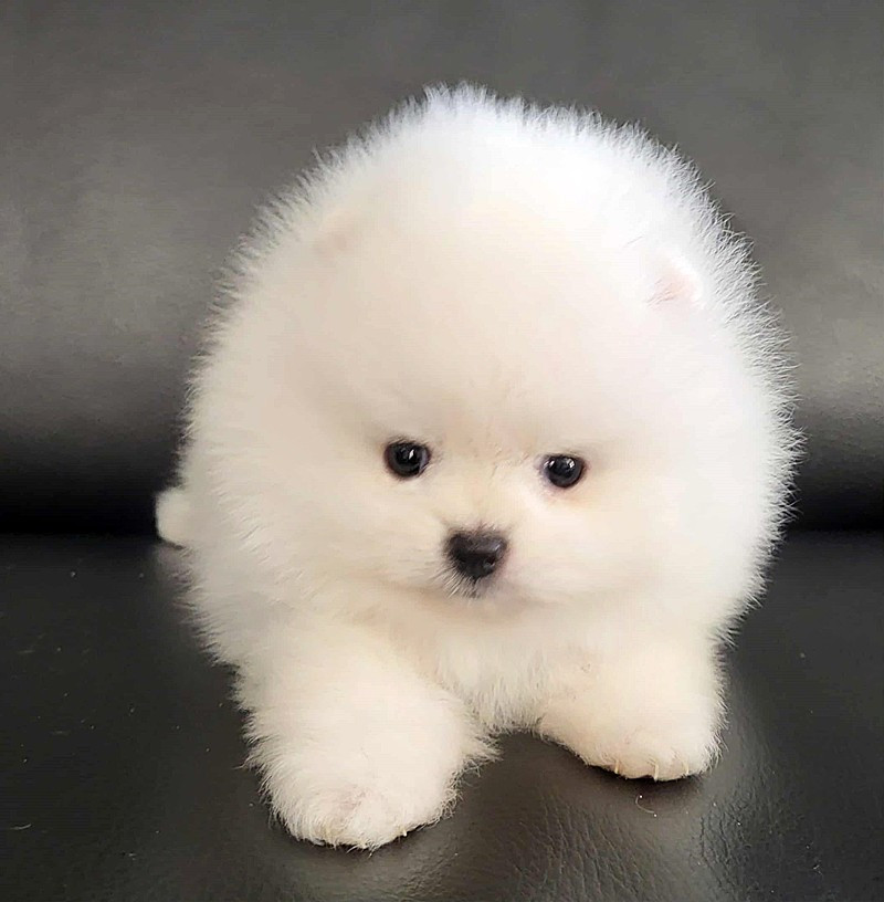 D'Arlande - Chiots disponibles - Spitz allemand