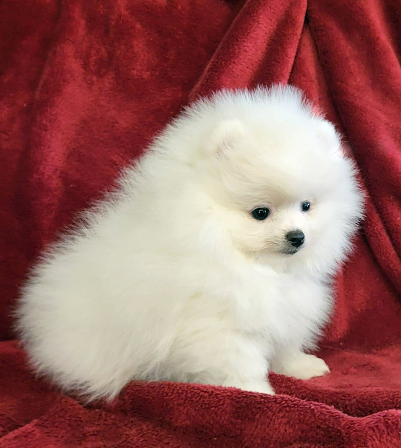 D'Arlande - Chiots disponibles - Spitz allemand