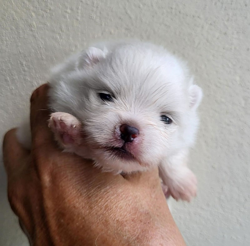 D'Arlande - Chiots disponibles - Spitz allemand