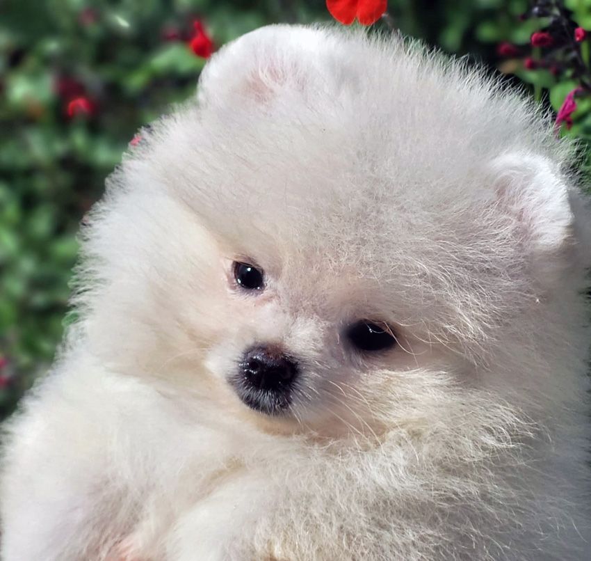 D'Arlande - Chiots disponibles - Spitz allemand