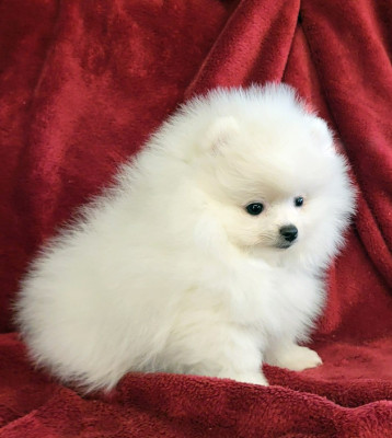 ARRIVA GIGI L'AMOROSO