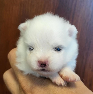 Chiot N°2
